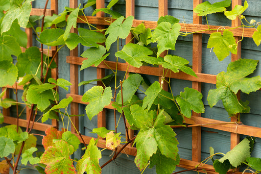 Small Space Gardening Tips: Maximising Your Patio or Balcony for Spring