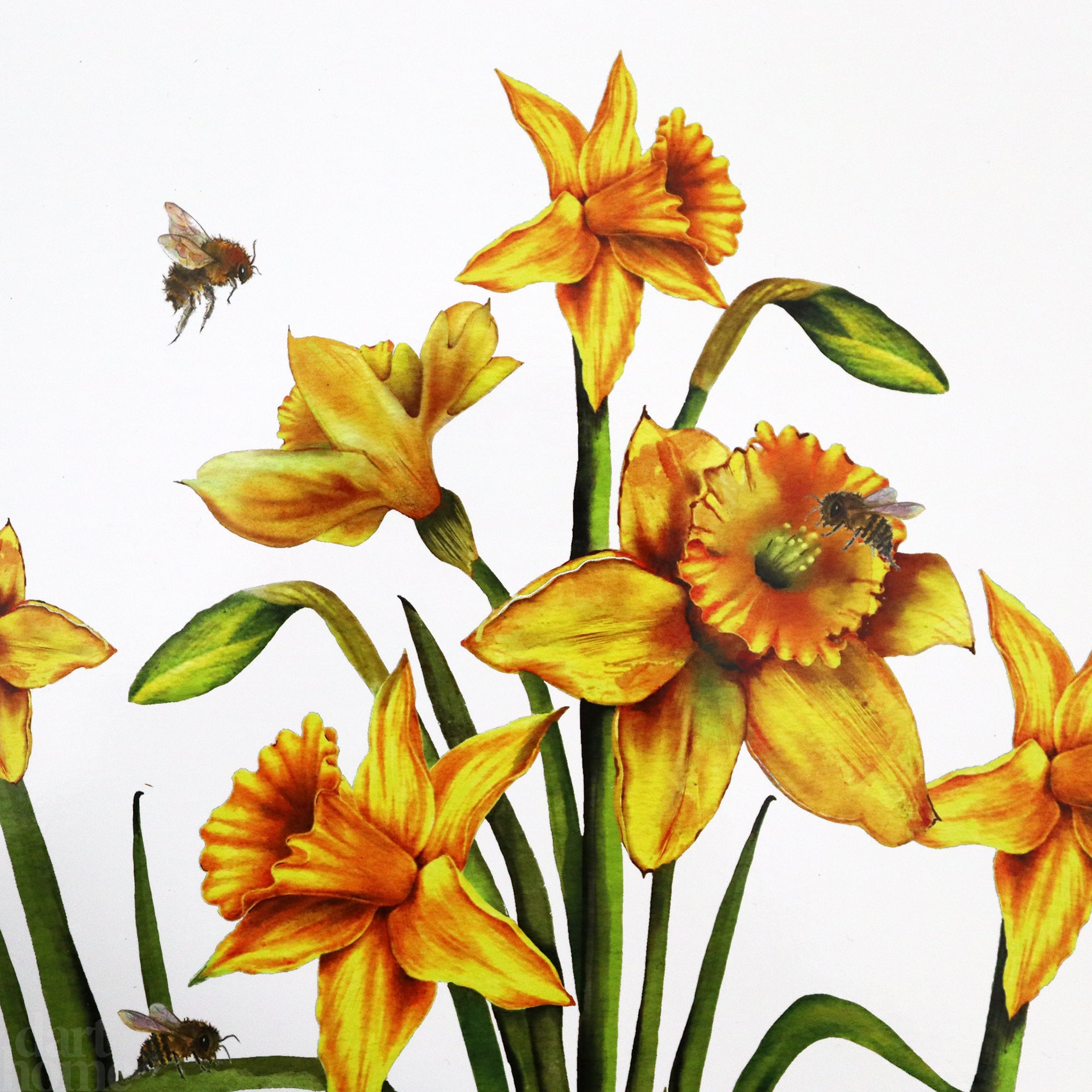 Set aus 8 Tischsets und Untersetzern mit Narzissenmotiv