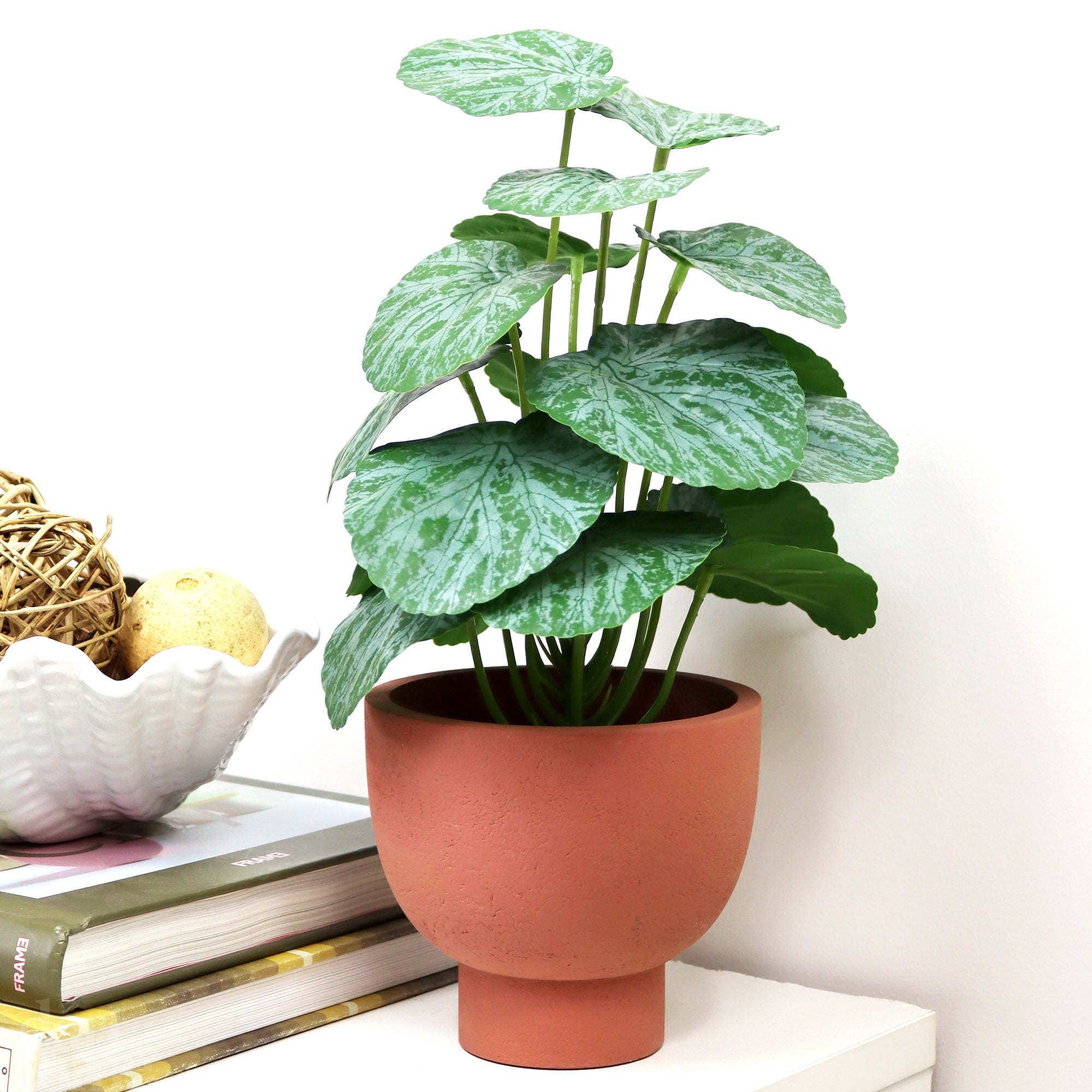 Chinese Money Plant In Terracotta Paper Pot