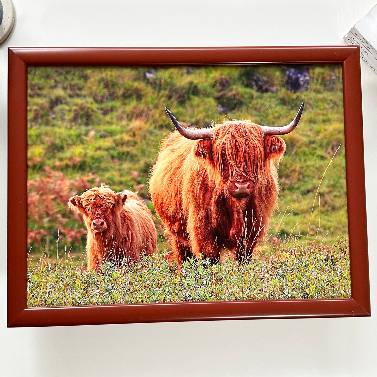 Highland Cow Cushioned Lap Tray