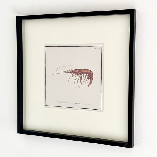 Framed Shrimp Crustacean Wall Art
