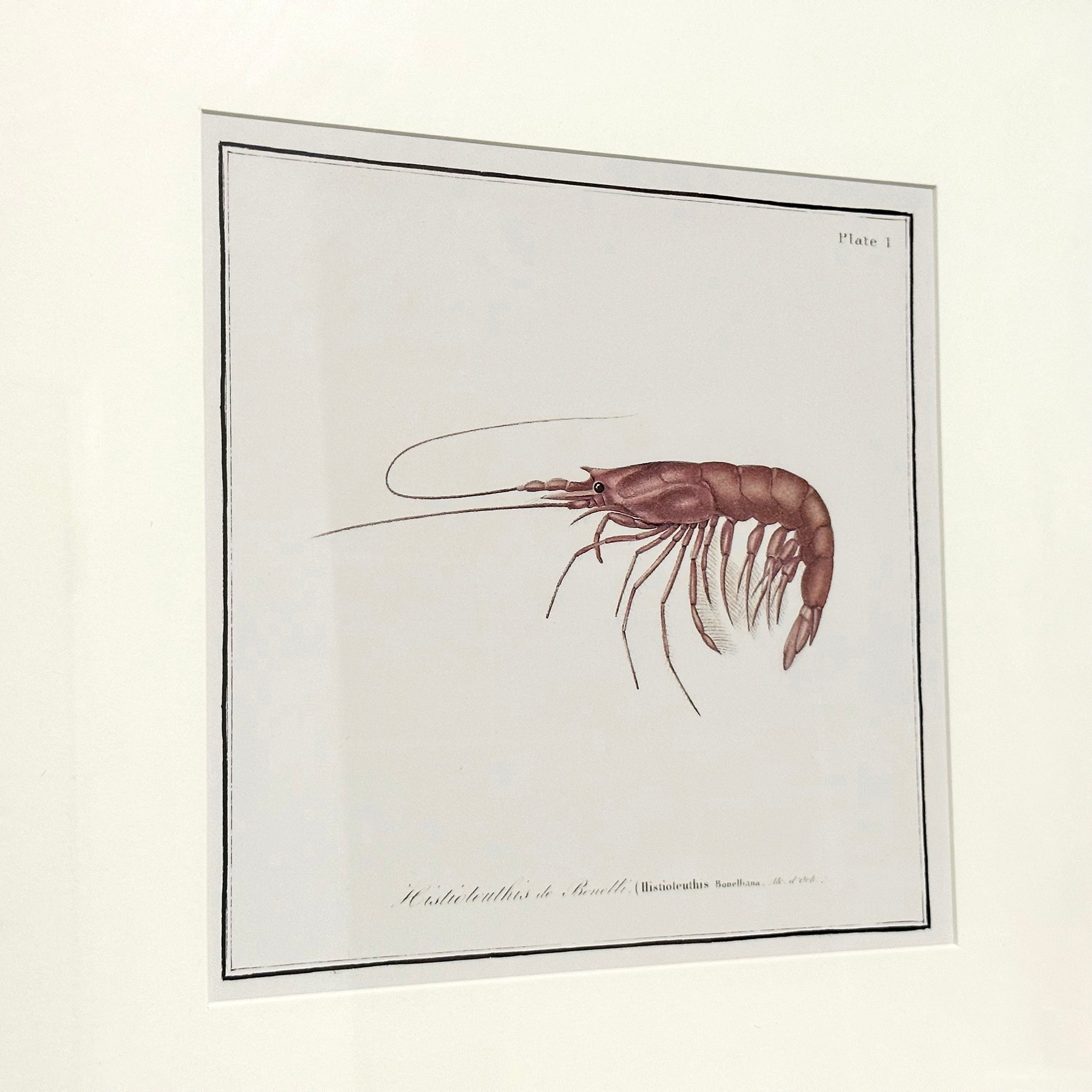 Gerahmte Wandkunst mit Garnelen und Krustentieren