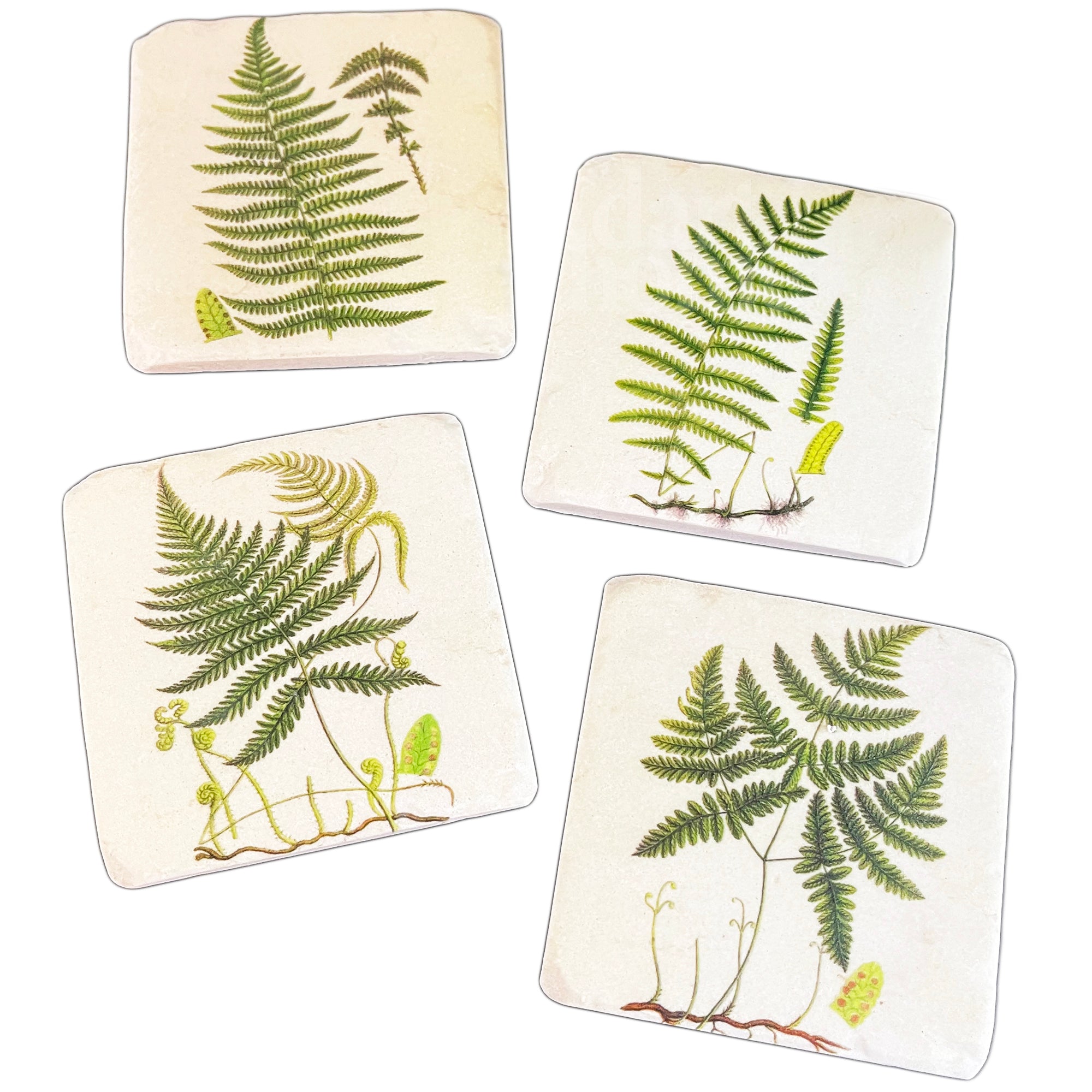 Set Of 4 Ceramic Fern Coasters