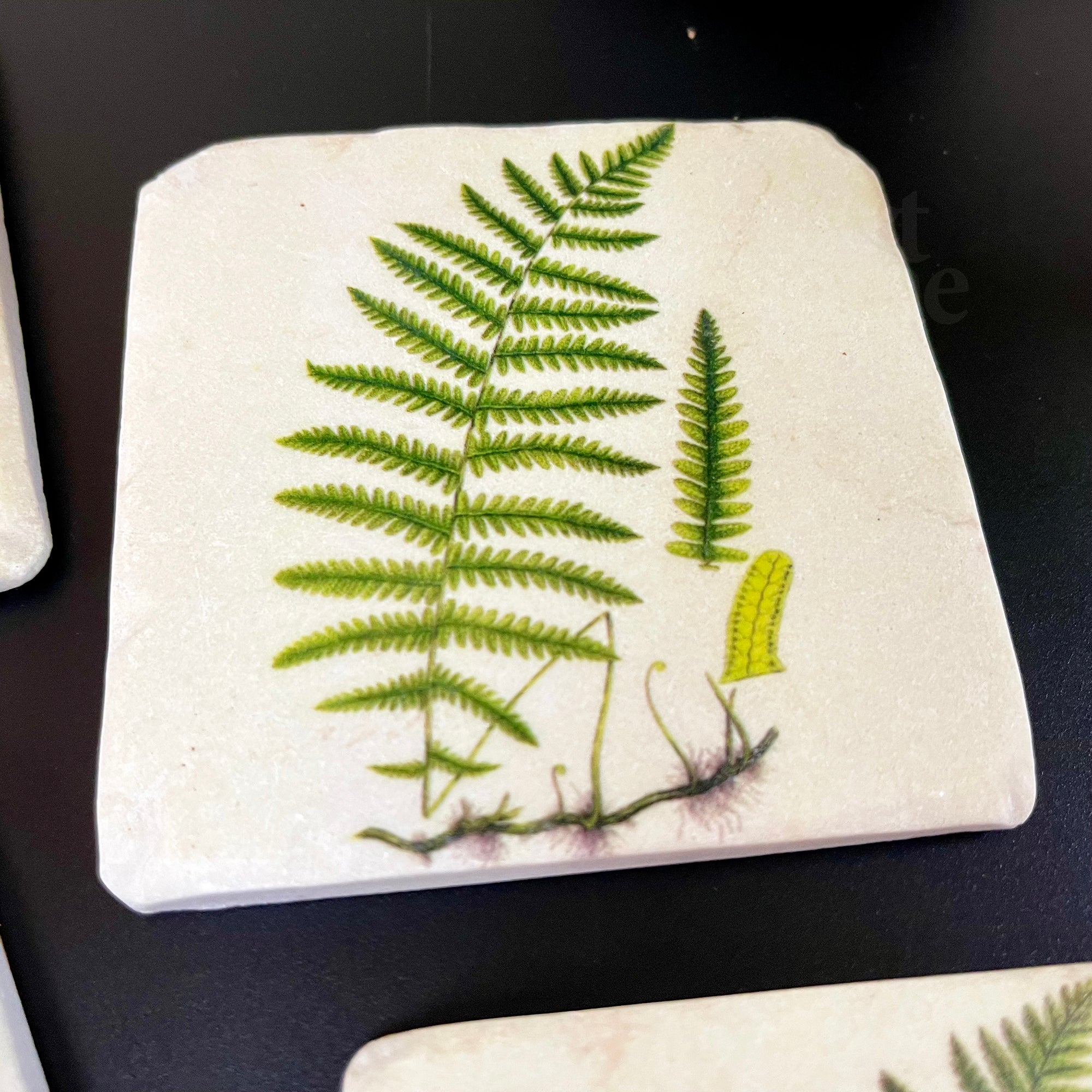 Set Of 4 Ceramic Fern Coasters