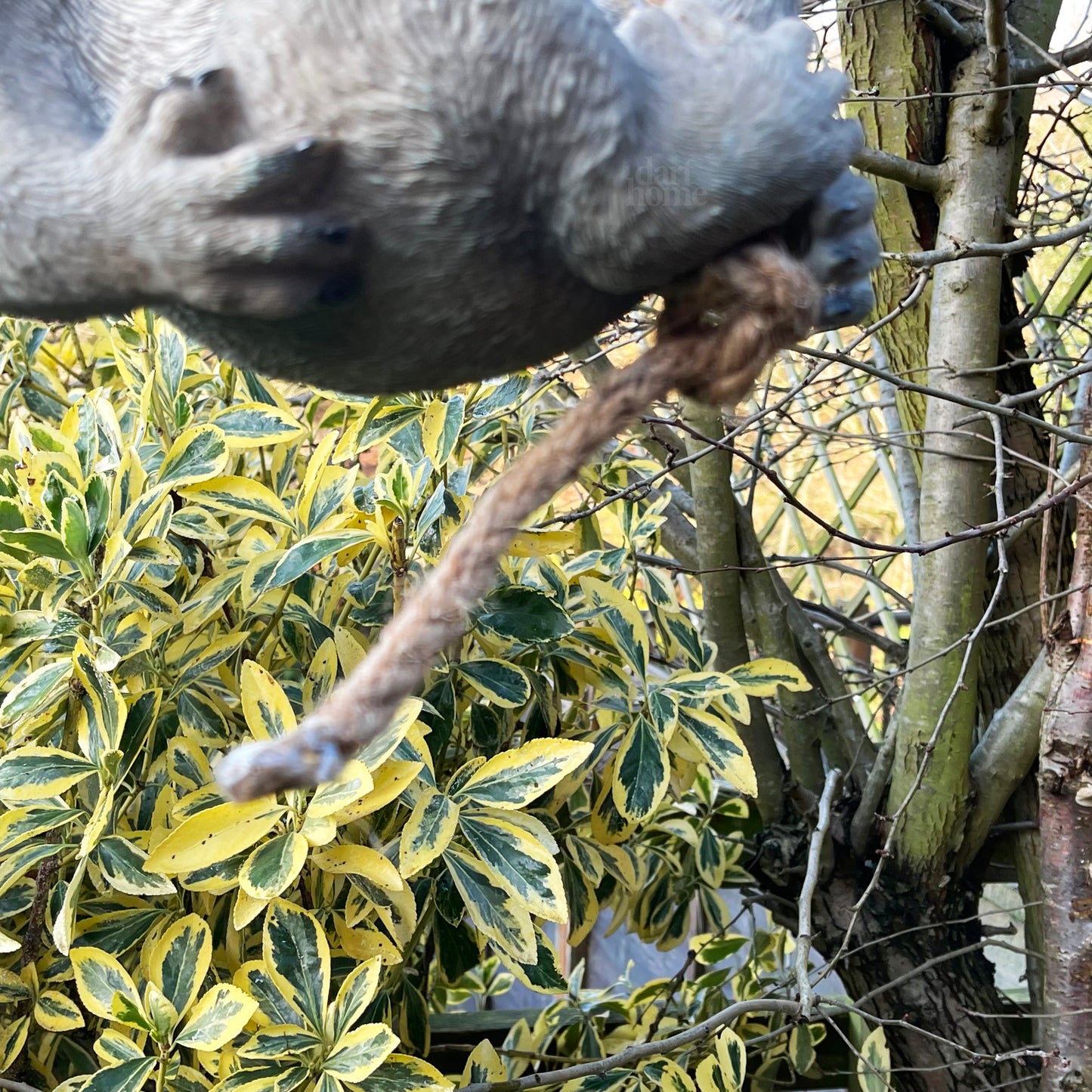 Hanging Grey Koala Ornament