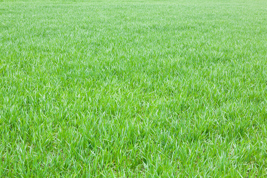 Spring Lawn Care Tips for a Lush, Green Summer