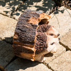 Hedgehogs In Log Ornament