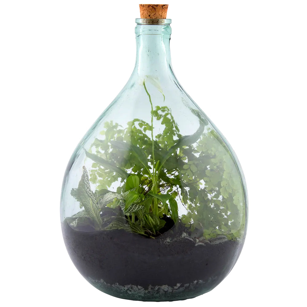 Glass Terrarium Belly Bottle Set With Tools