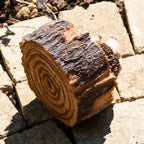 Hedgehogs In Log Ornament