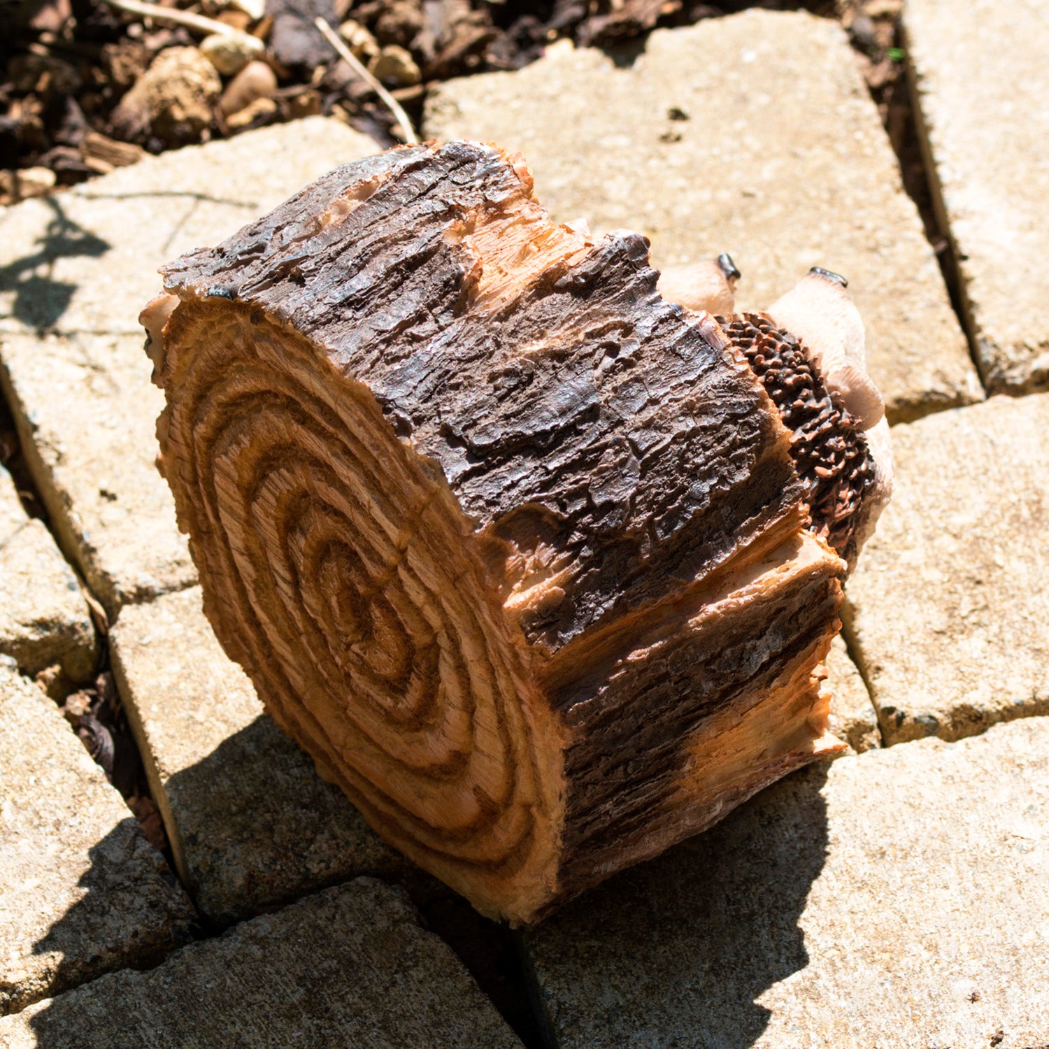 Hedgehogs In Log Ornament