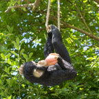Hanging Upside Down Monkey Ornament
