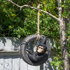 Chimpanzee On Tyre Swing Sculpture