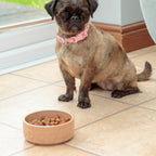 Medium 15cm Mason Cash Dog Bowl Set