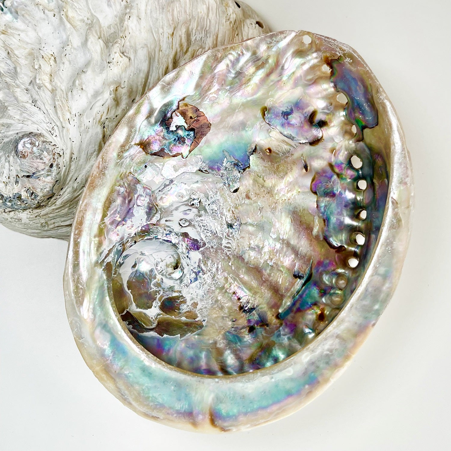 Unpolished Natural Abalone Sea Shell