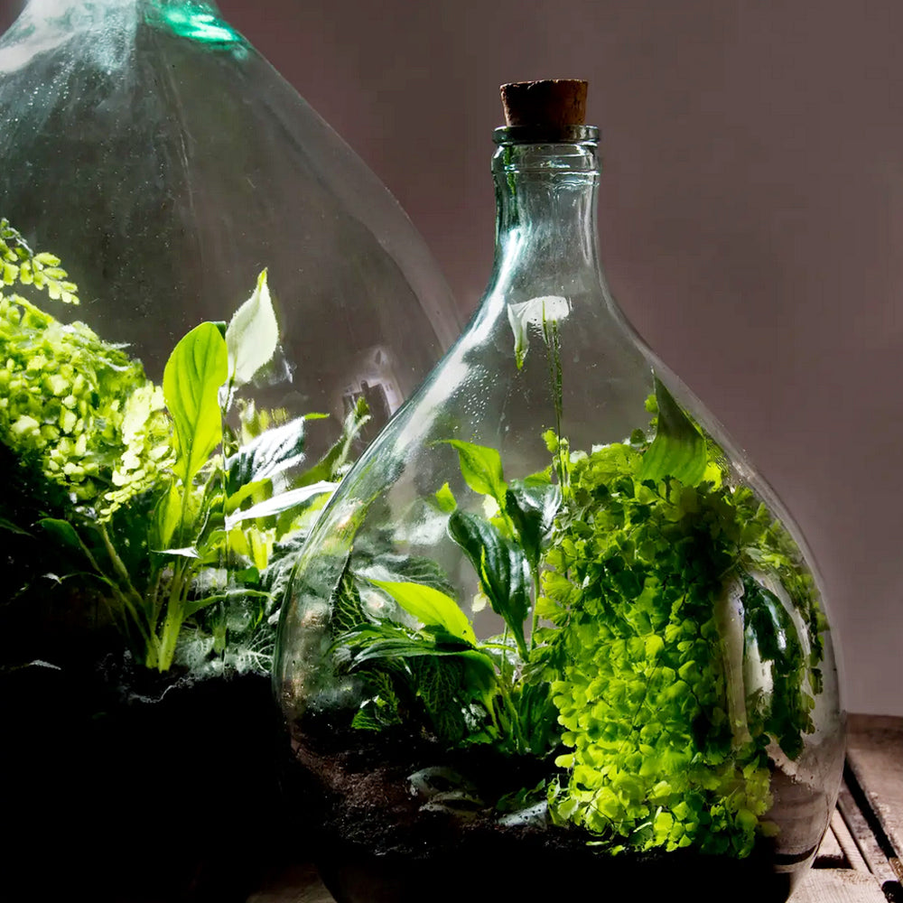 Glass Terrarium Belly Bottle Set With Tools