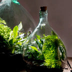 Glass Terrarium Belly Bottle Set With Tools