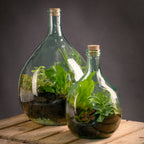 Glass Terrarium Belly Bottle Set With Tools