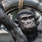 Hanging Gorilla on Tyre Swing Garden Sculpture