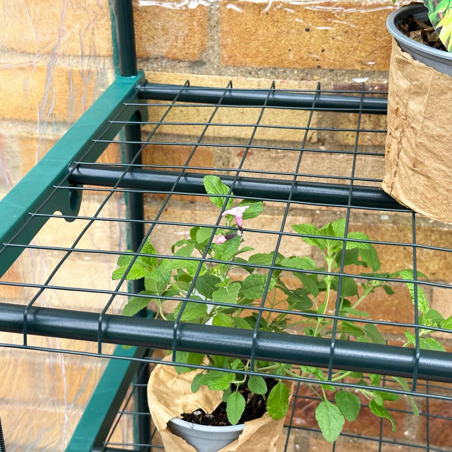 Green 4 Tier Mini Greenhouse