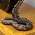 Antique Bronze Cobra Candlestick Holder