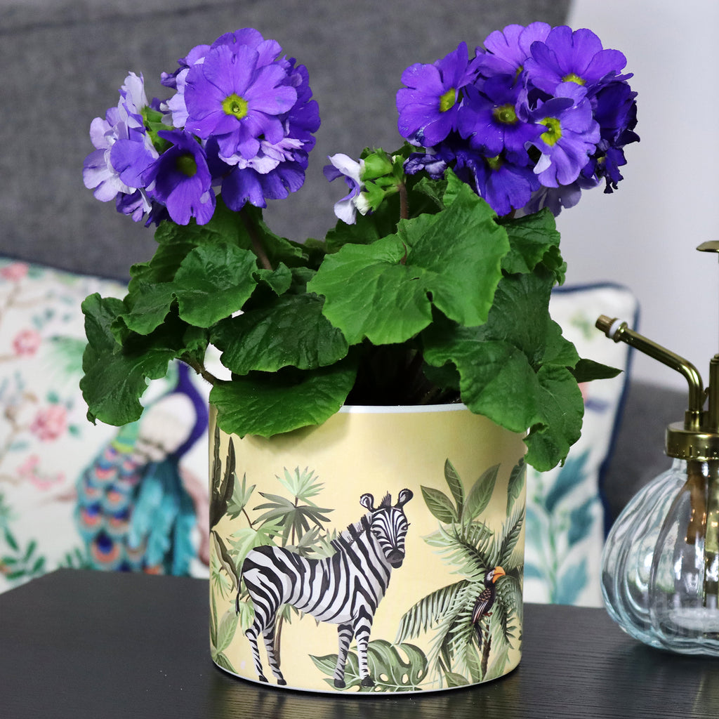 Yellow Safari Zebra Plant Pot