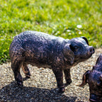 Grazing Pig Garden Ornament - Looking Up