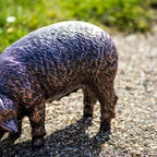 Grazing Pig Garden Ornament - Looking Down