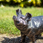 Bronze Curious Pig Garden Ornament