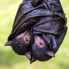 Hanging Bats Garden Ornament