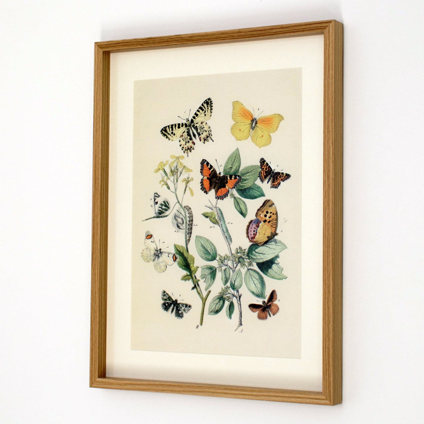 Framed Orange Butterflies Wall Art