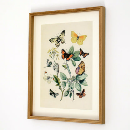 Framed Orange Butterflies Wall Art