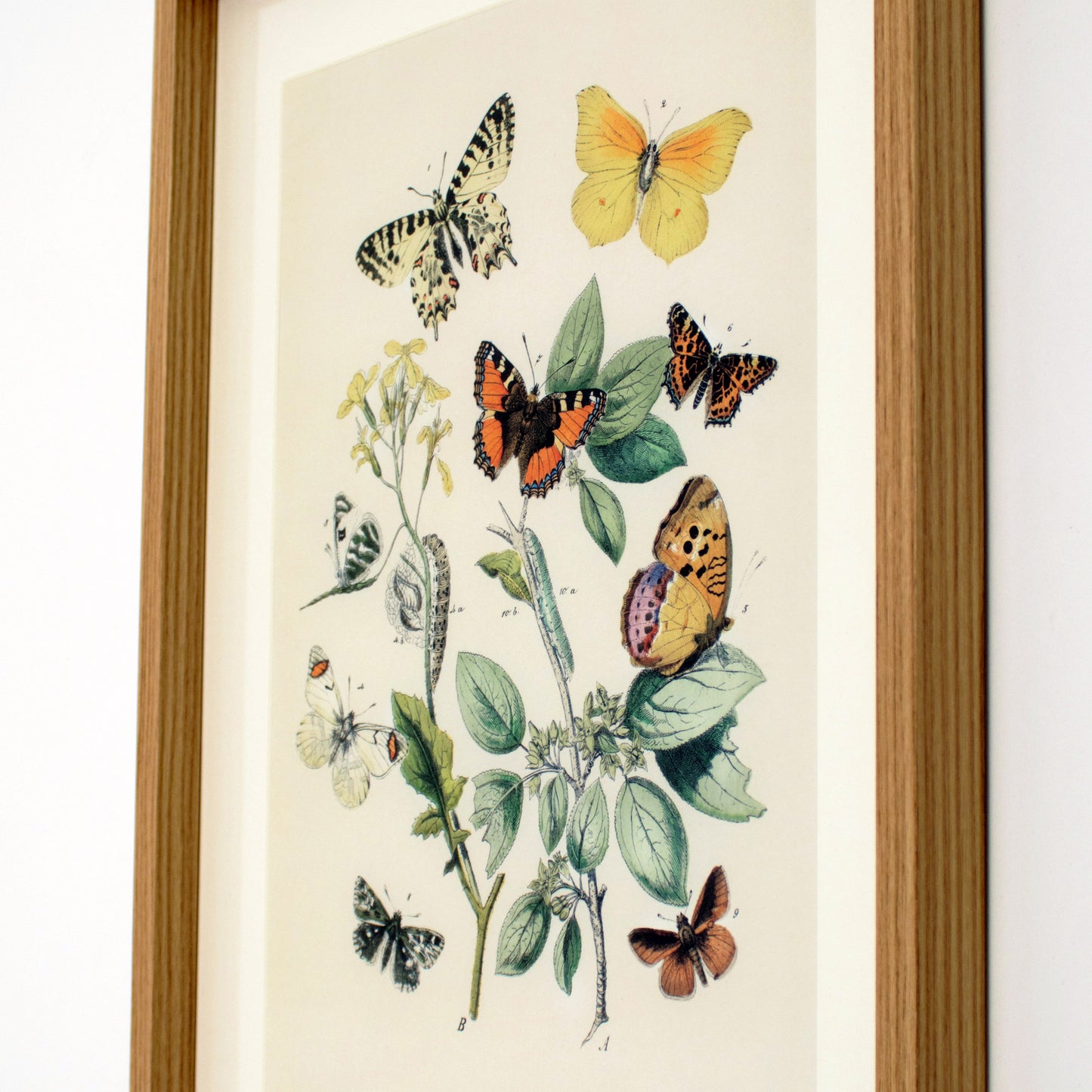 Framed Orange Butterflies Wall Art