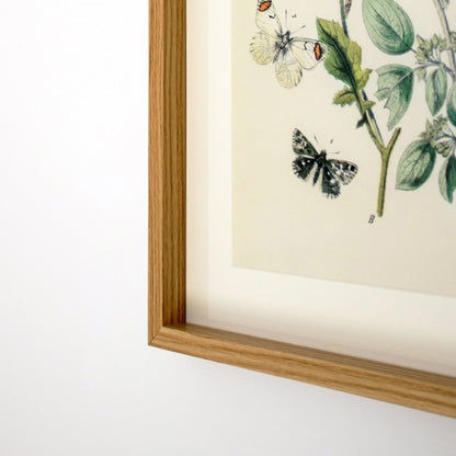 Framed Orange Butterflies Wall Art