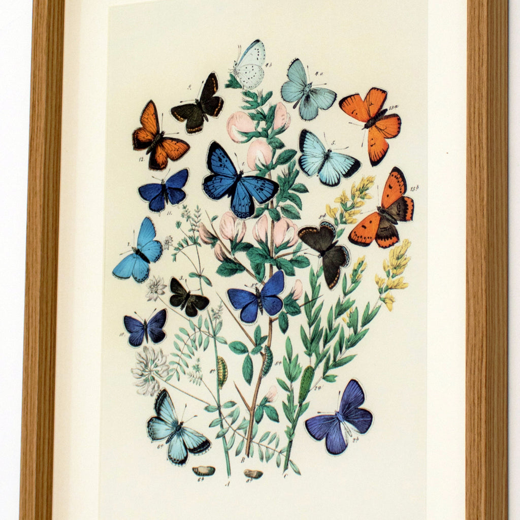 Framed Blue Butterflies Wall Art