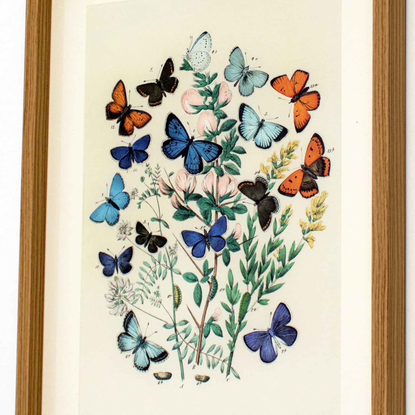 Framed Blue Butterflies Wall Art