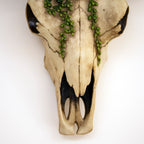 Succulent Longhorn Cow Skull Wall Decoration