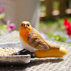 Robin On Trowel Bird Feeder