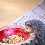 Hedgehog On Log Bowl Bird Feeder