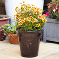 Dark Brown Embossed Bee Garden Planter