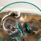 Extra Large Molten Glass Fruit Bowl On Teak Root Stand