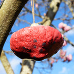 Blue Tit And Red Mushroom Bird Feeder