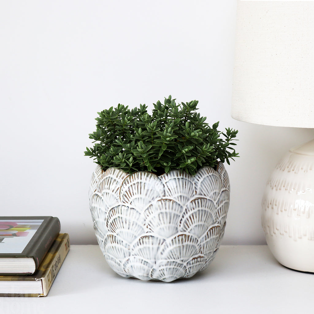 Cream Round Shell Planter