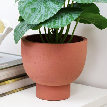 Chinese Money Plant In Terracotta Paper Pot
