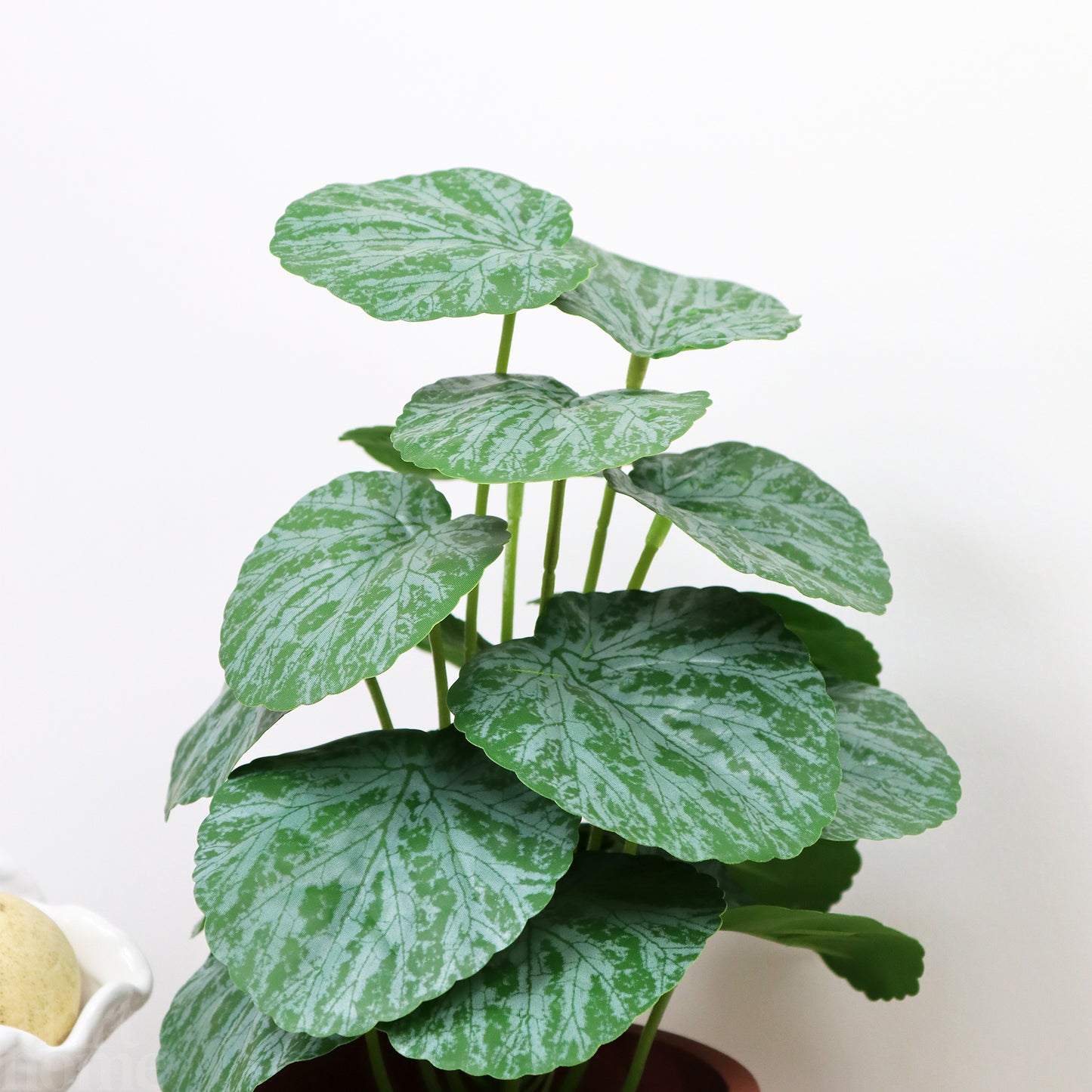 Chinese Money Plant In Terracotta Paper Pot