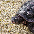 Bronze Resin Tortoise Garden Ornament