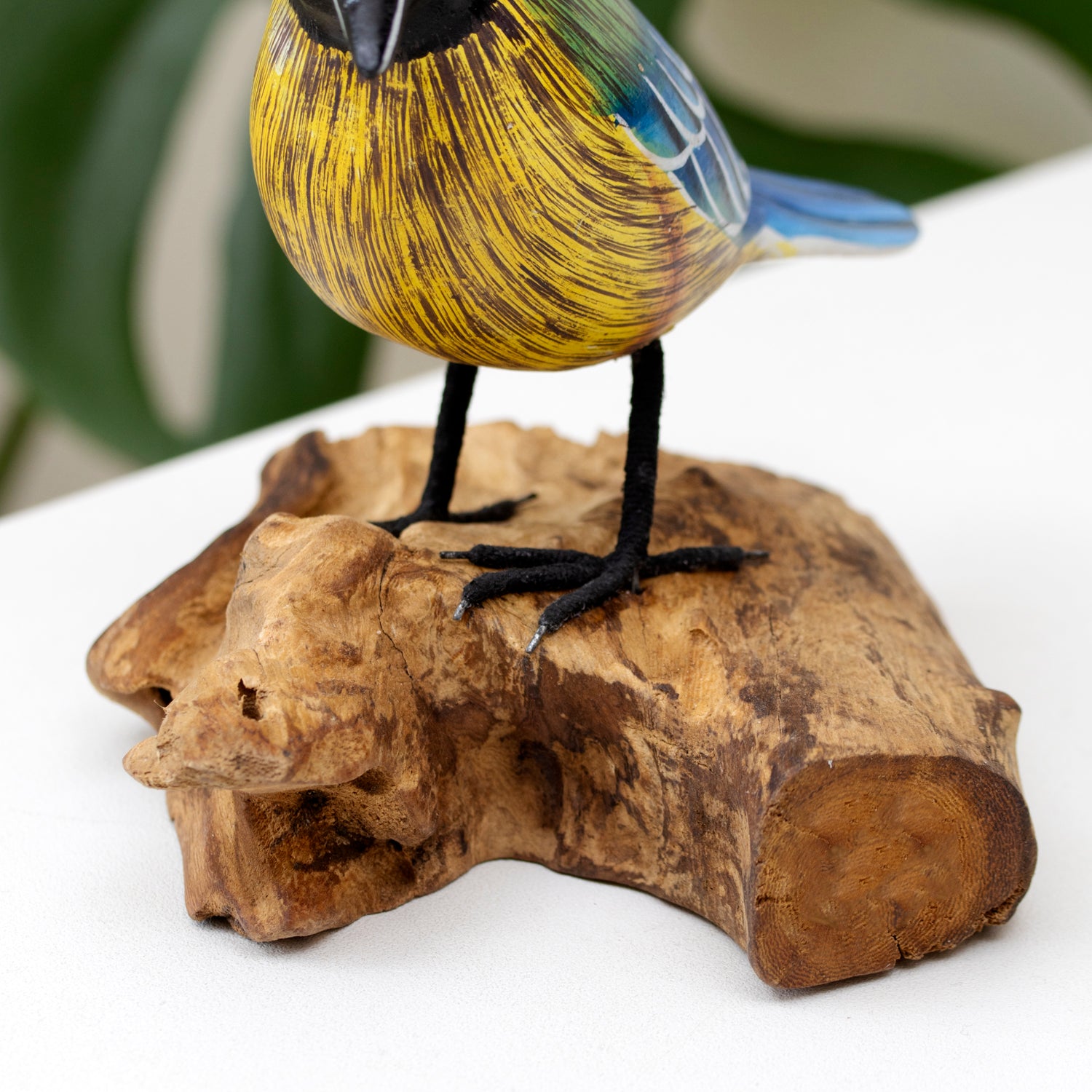 Foraging Blue Tit On Teak Root Stand