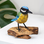 Foraging Blue Tit On Teak Root Stand