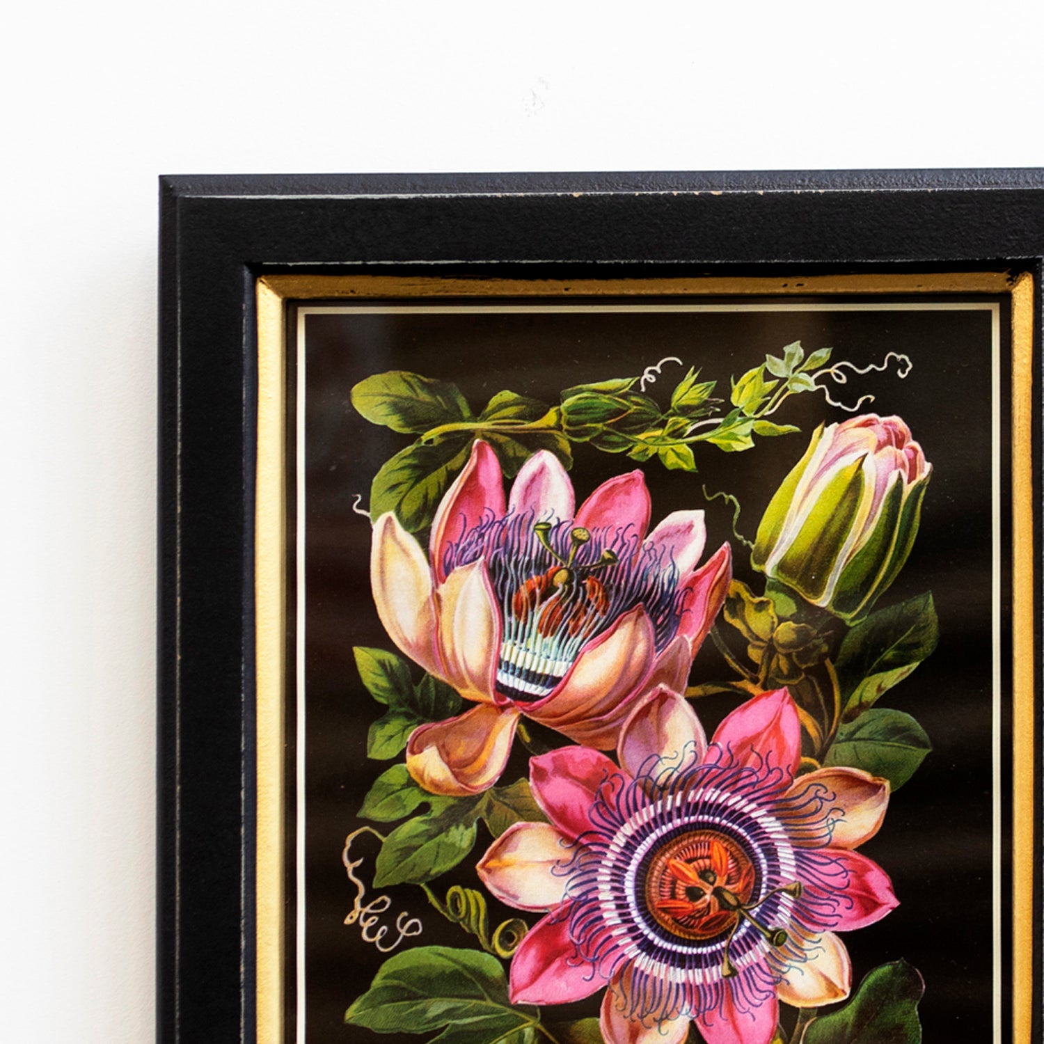 Botanical Pink Passion Flower Framed Print