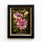 Botanical Pink Passion Flower Framed Print