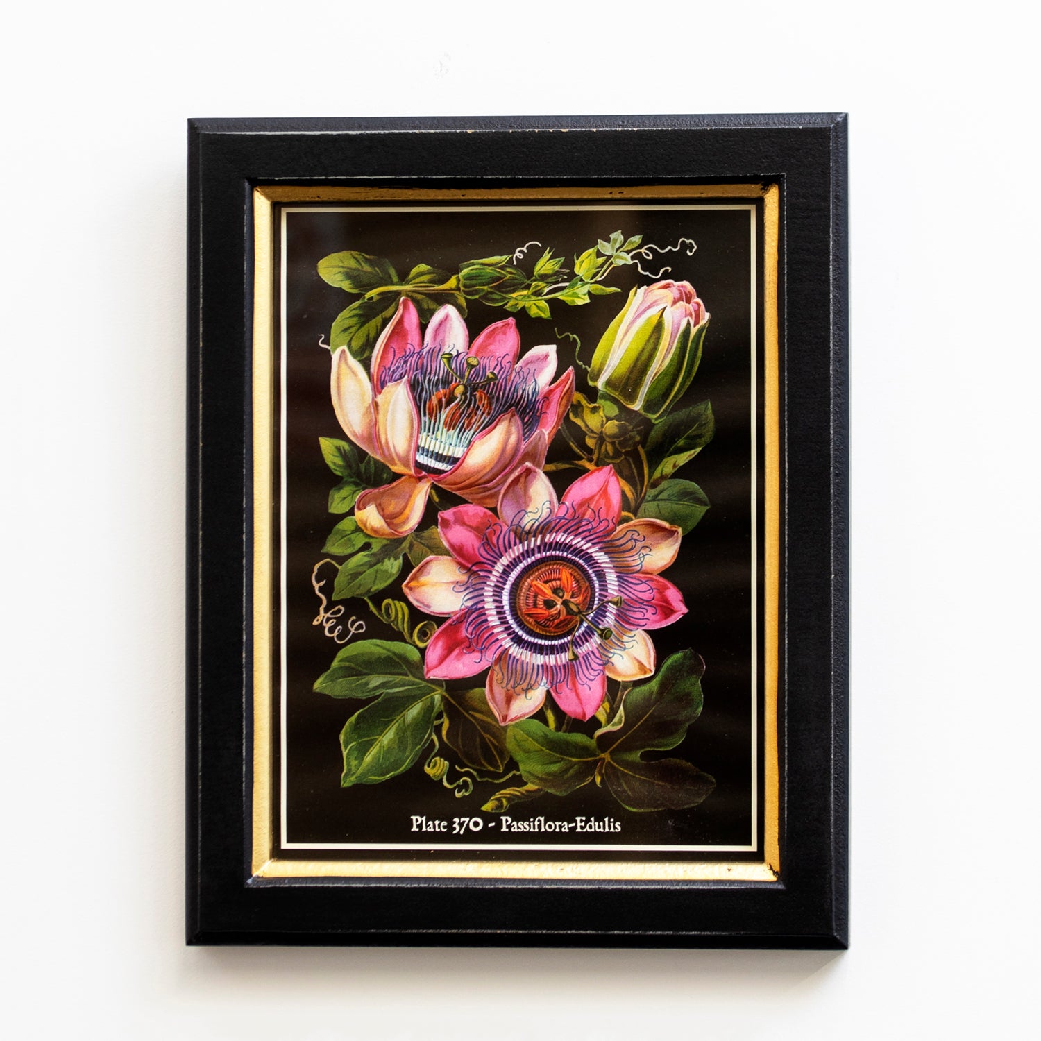 Botanical Pink Passion Flower Framed Print